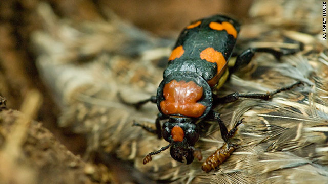 Beetles buried to boost breeding