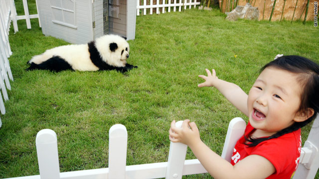 China's latest craze: dyeing pets to look like other wild animals