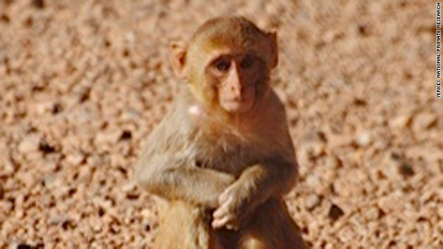 Rhesus monkey missing from Atlanta university compound, primate center says