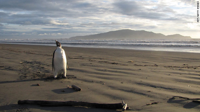 Stranded penguin reported critically ill