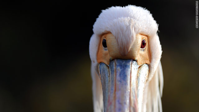 Men who stare at storks protect military aircraft