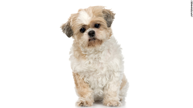 Moral quandaries dog canine meat festival. Could you eat it?