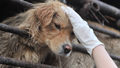 What's wrong with eating dog meat?
