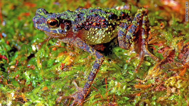 'Lost' toad rediscovered in Borneo