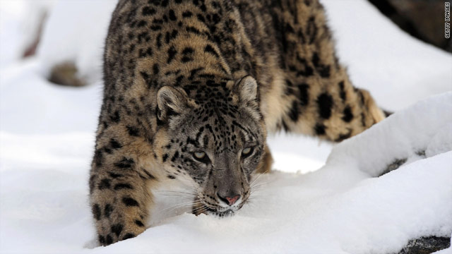 Snow leopards found in Afghanistan