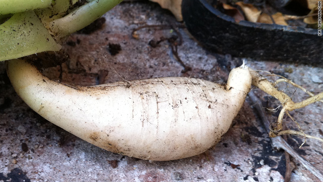 Notes from Zone 6b – letting failure bloom