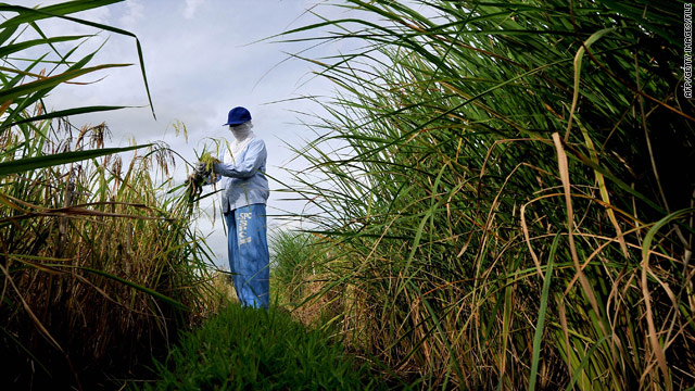 Report: Genetic breakthrough could increase value of rice by 25%