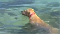 Dog plunges into water, bites shark