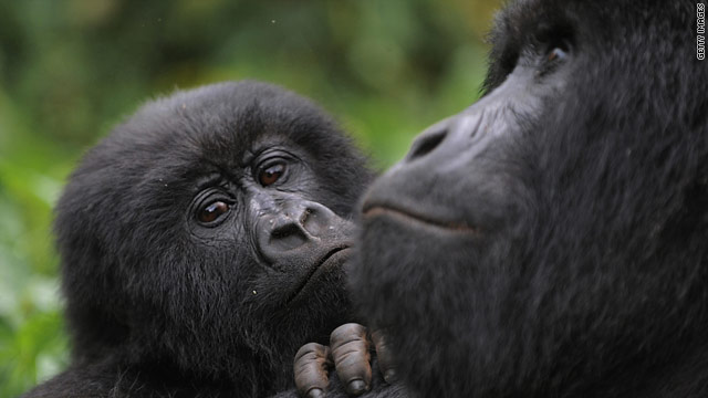 A planet for all apes
