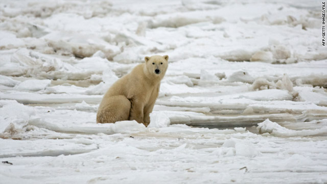 Scientists: Arctic ice may not go away so quickly
