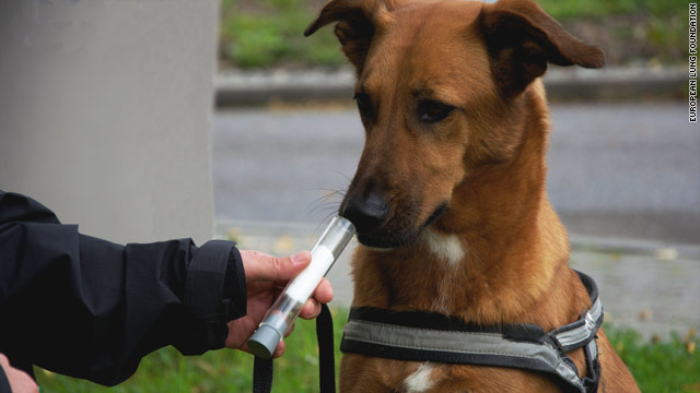 Growing body of research says dogs really can smell cancer