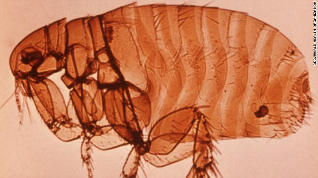 Medieval plague bacteria strain probably extinct