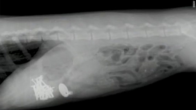 Gotta Watch: Unbelievable X-rays