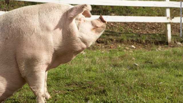2 flu cases transmitted from pigs