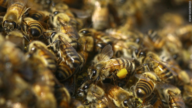 Hives bigger, killer bees meaner this year, say experts after attacks