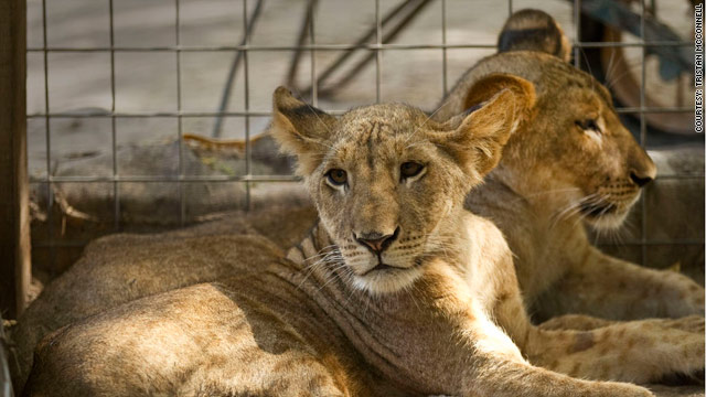 Lion smugglers plague Somalia Lion smugglers plague Somalia