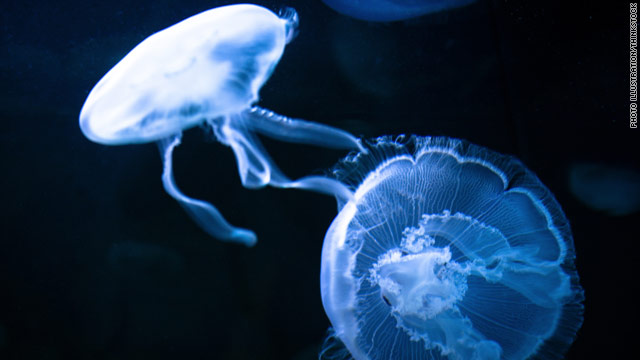 The sting of jellyfish, man-of-war and unfulfilled dreams