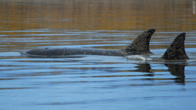 two orcas swim in alaskas