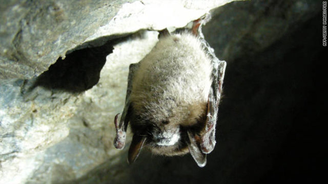 Scientists struggle to fight disease that could wipe out hibernating bats