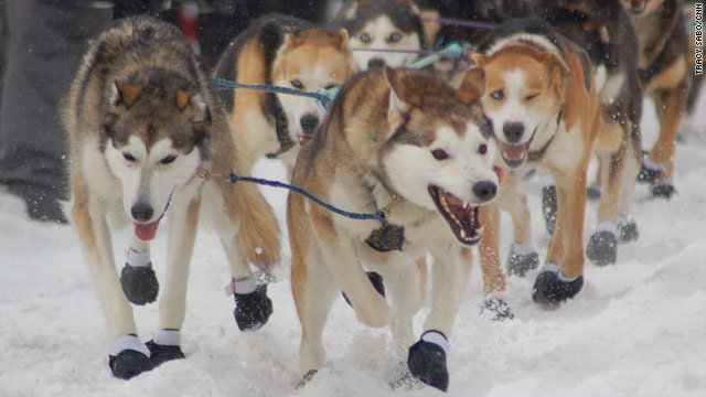 iditarod dog booties