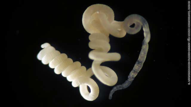 One aquatic worm's foul-smelling fodder