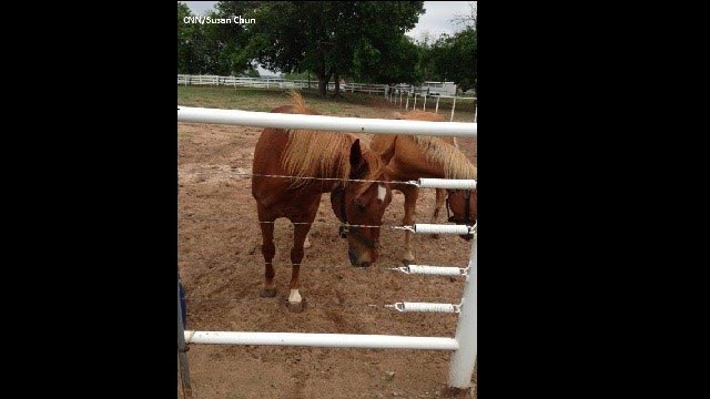 Horses affected by the deadly Oklahoma tornado