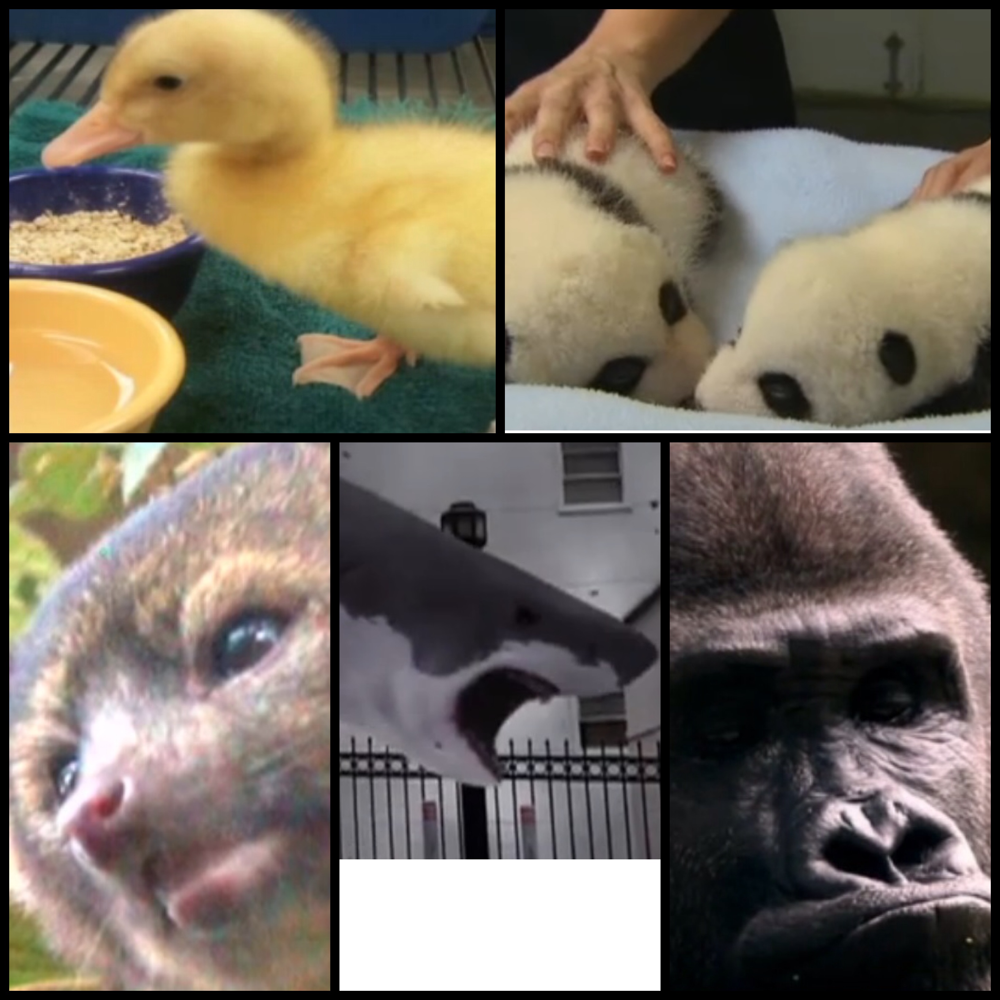 VOTE: What is your Favorite 'New Day' Animal Video from 2013?