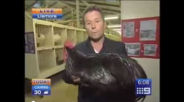 See Reporter Panic Over Flapping Chicken