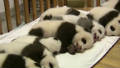 Hello world! 12 new panda cubs arrive