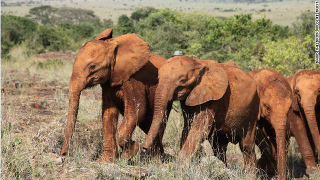 animals in drought