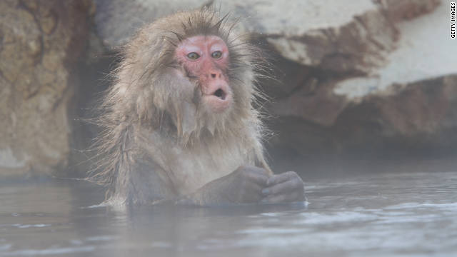 This Japanese snow monkey may or may not ever type Shakespeare. A digital version of typing monkeys is much further along.