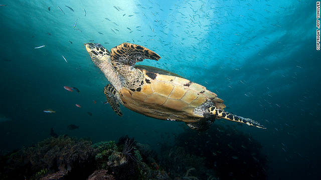 Hawkbill turtles (pictured) have seen worldwide populations decline due to demand for their shells, according to the report's authors