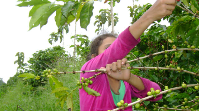 ONGs denuncian explotación infantil en la cosecha del café en Honduras