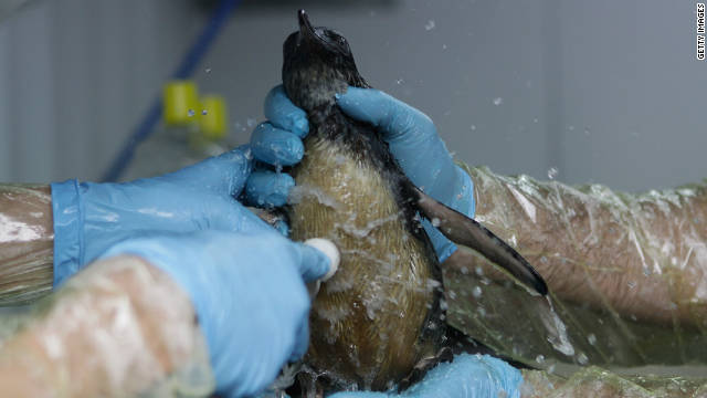 A penguin found on a beach coated in oil gets washed at the Oiled Wildlife Response unit set up in a makeshift camp on October 8 in Tauranga. The belly of the penguin is normally colored white. 