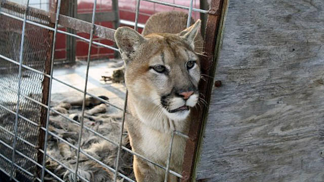 Lions Getting Killed