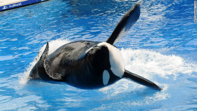 killer whales, enslavement