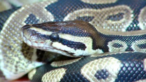 111027020816-cbc-dnt-can-snakes-in-toilet-00002221-story-body.jpg