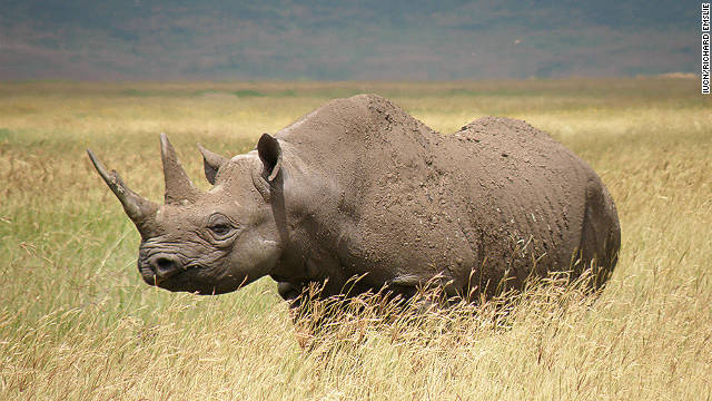 Poaching and lack of conservation have made a subspecies of Africa's black rhino (pictured) extinct. 