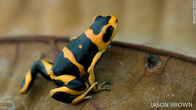 The summers' poison frog is a recently discovered amphibian which is classified as endangered. 