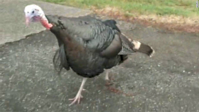 Gotta Watch: Revenge of the turkeys
