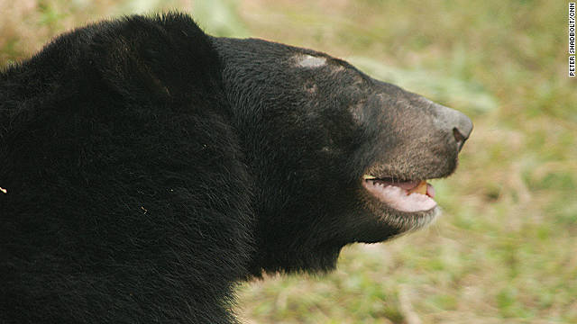 Bald patches from repetitive behaviours are signs of recent captivity on bear farms.