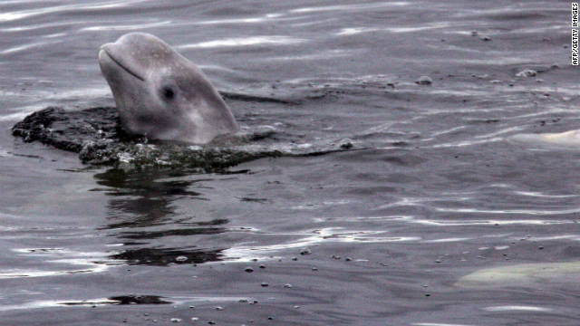 100 ballenas belugas atrapadas en aguas heladas del Ártico en peligro de muerte