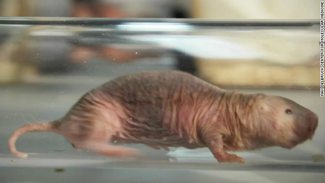 Study: Naked mole-rats reveal clues to treating arthritis