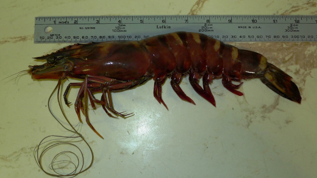 Invasión de camarones gigantes caníbales en aguas costeras de EE.UU.