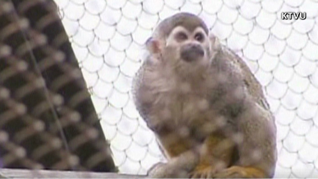 MONKEY STOLEN FROM CALIFORNIA ZOO FOUND SAFE - CNN.