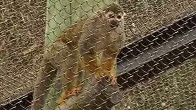 http://i2.cdn.turner.com/cnn/dam/assets/120101041740-btsvo-stolen-monkey-returned-00002512-story-top.jpg