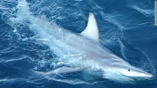 Científicos australianos encuentran decenas de tiburones híbridos