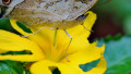 Zanzibar Butterfly Centre