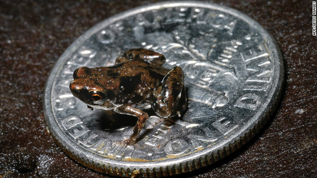 Una ranita, el vertebrado más pequeño del mundo