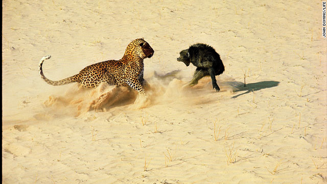 A leopard and baboon in Botswana taken by John Dominis in 1966.